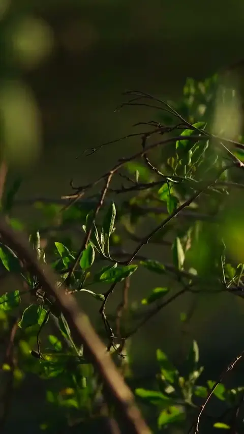 Birds backdrop