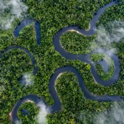 oxbow rainforest